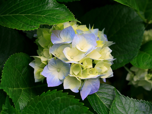 Hydrangeas 5/7