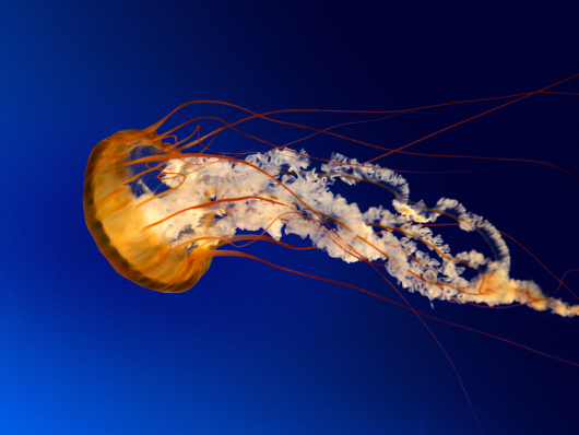 Meduza 6/7