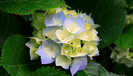 Hydrangeas