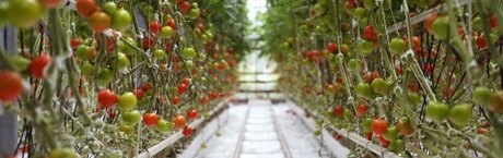 10 razy mniejsze koszty ogrzewania za sprawą unikatowej szklarni