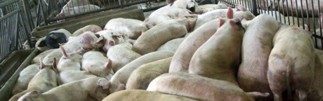 Afrykański pomór świń na Ukrainie rozprzestrzenia się