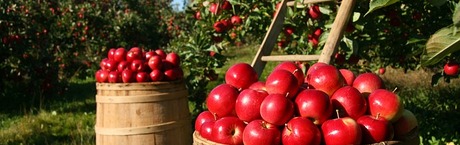 Ponad 35 mln zł zaległości z uprawy warzyw i owoców