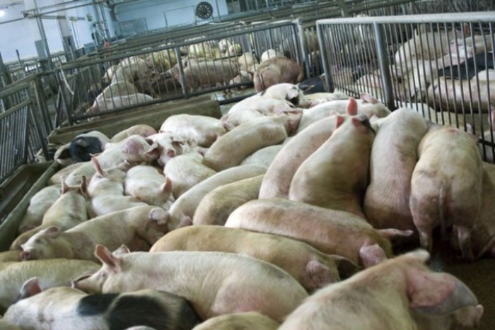 Afrykański pomór świń na Ukrainie rozprzestrzenia się