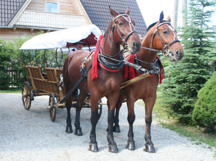 Hybrydowy wóz konny dla turystów
