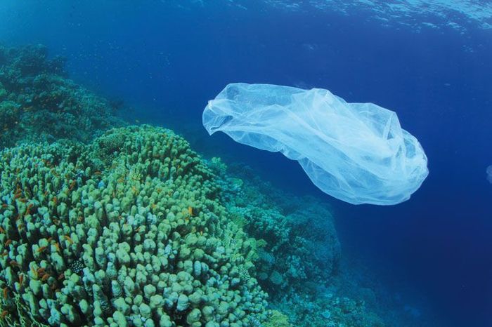 W 2050 roku w oceanach będzie więcej plastiku niż ryb